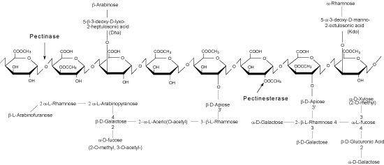 Rhamnogalacturonan II, Poly-α-(1,4)-D-Galacturonic Acid backbone with random partial methylation, acetylation and four types of branching Rhamnogalacturonan II image