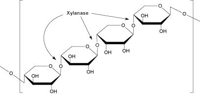 Xylan Hemicellulose, Polymer of β-(1,4)-D-xylopyranosyl units Xylan Hemicellulose image