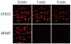 Relative photostability of CF633 and Alexa Fluor 647 (AF647) goat anti-mouse conjugates Relative photostability of CF633 and Alexa Fluor 647 (AF647) goat anti-mouse conjugates