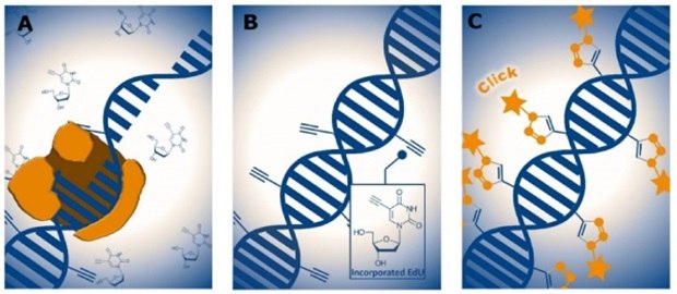 EdU-based DNA labeling during cell proliferation. (A) EdU is incorporated into DNA during the S-phase as a thymidine analog, (B) EdU incorporated DNA identifiable by their terminal alkyne groups for detection, (C) Detection of incorporated EdU via click chemistry using fluorescent azide dyes. Orange stars represent the fluorescent labels bound to EdU sites.  Three panels, each illustrating a step in the EdU-based DNA labeling process used to detect cell proliferation. In the first panel, a DNA double helix is shown being replicated, with a polymerase enzyme complex interacting with the DNA strand, symbolizing the incorporation of EdU, a thymidine analog, during the DNA synthesis phase of the cell cycle. The second panel shows the replicated DNA with several small molecular structures attached to the DNA strand, representing incorporated EdU molecules marked by their terminal alkyne groups. An inset depicts the chemical structure of the EdU molecule with a prominent alkyne moiety. The third panel shows the DNA strand labeled with several star-shaped symbols attached to it, symbolizing fluorescent tags that have been covalently bound to EdU sites through a click chemistry reaction. The process indicates how DNA synthesis can be visualized using fluorescence through selective labeling of incorporated EdU.