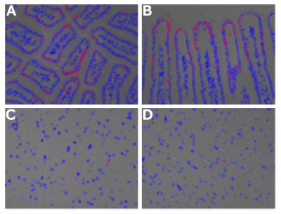 Labelling of DNA <i>in vivo</i> inside of a model mouse utilizing EdU by Salic and Mitchinson: (A and B) The small intestine of a mouse. Villi are shown A) as a cross-section and B) as a longitudinal section. (C and D) The brain of a mouse. Four microscopy panels labeled A through D, displaying tissue sections from a model mouse with labeled DNA. In panels A and B, the small intestine is shown with clear structural details; panel A presents a cross-section of the intestinal villi, forming distinct circular and oval patterns, while panel B shows a longitudinal section with elongated villi extending vertically. In both panels, fluorescent signals are visible outlining the cellular structures, with strong labeling localized near the outer edge of the villi, indicating active DNA synthesis in those regions. Panels C and D depict sections of mouse brain tissue, characterized by a more dispersed arrangement of cells. Fluorescent labeling is less intense and appears as scattered individual spots, suggesting fewer proliferating cells in the brain compared to the intestine. Throughout all panels, nuclei are counterstained and visible as prominent rounded shapes, while labeled DNA appears as punctate or ring-like fluorescence localized to specific cells or areas.