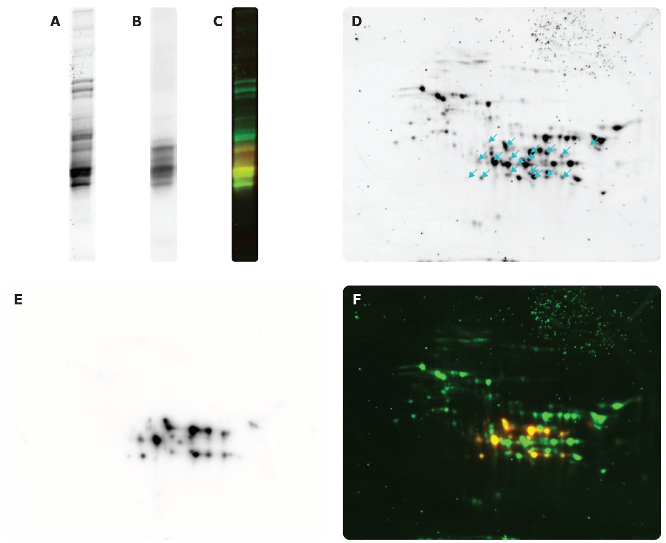 Flour extract proteins (detected by SYPRO Ruby) by SDS-PAGE <b>(A)</b>, WB: Anti-Gliadin antibody by SDS-PAGE <b>(B)</b>, and merge by SDS-PAGE <b>(C)</b>. Flour extract proteins (detected by SYPRO Ruby), arrows indicate spots detected by Anti-Gliadin antibody <b>(D)</b>. WB using Anti-Gliadin antibody <b>(E)</b>, and merge (F). 2-D Western Blotting