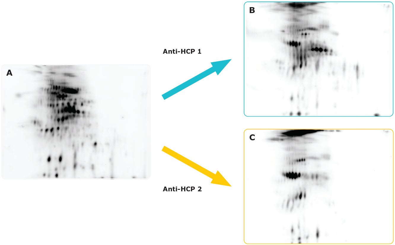 20 μg of Cy3-labeled CHO HCP antigen from a commercial source was separated by 2-D gel electrophoresis on the Auto2D<sup>®</sup> system using a pH 3-10 IEF chip and 12.5% PAGE chip <b>(A)</b>. Proteins were then transferred to membranes and analyzed by Western blotting using two different anti-HCP antibodies <b>(B, C)</b>. Data indicate that anti-HCP antibody 1 has broader coverage of host cell proteins, compared to anti-HCP antibody 2. Anti-HCP Antibody Validation Using the Auto2D® System.