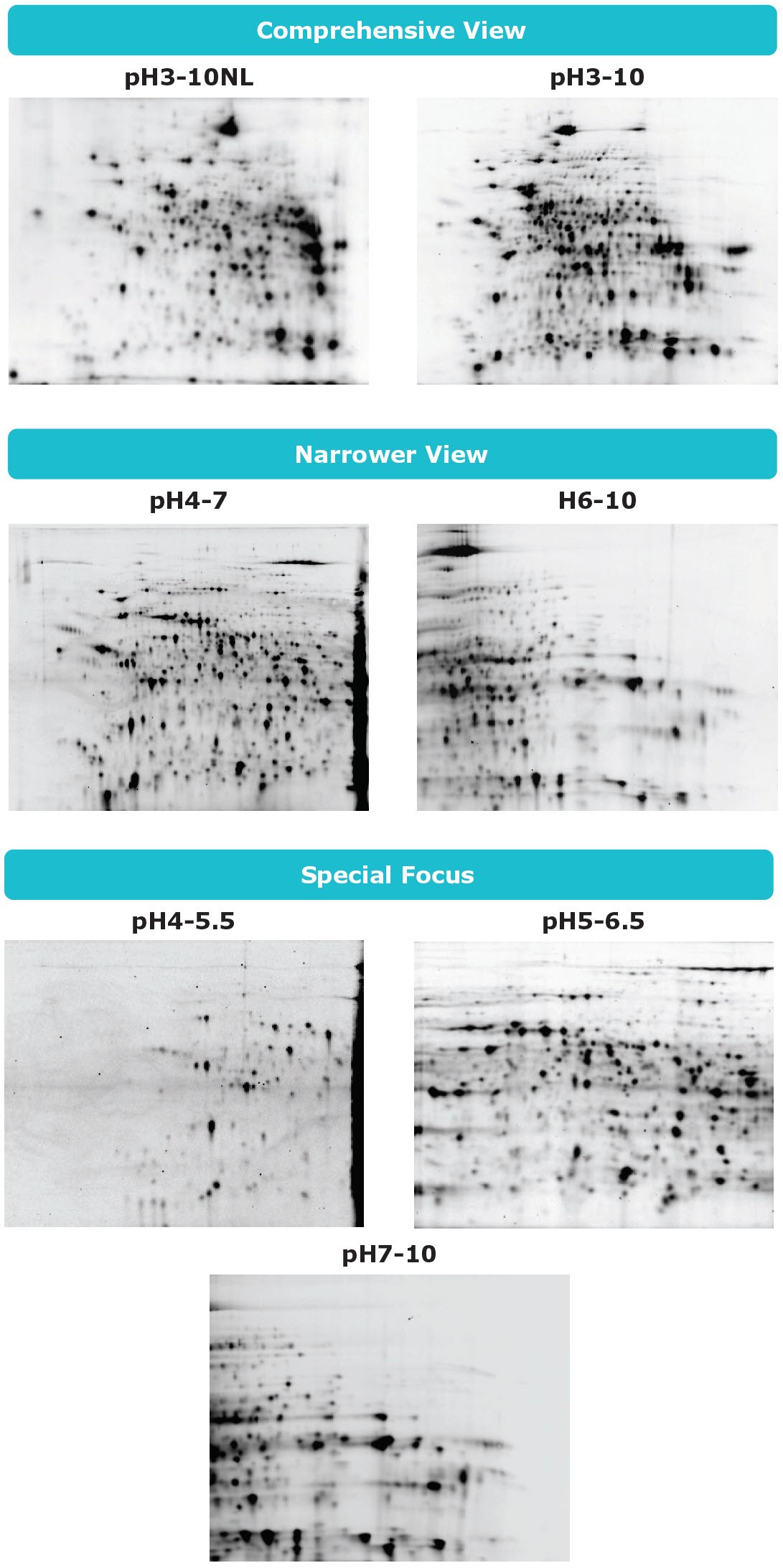 Auto2D<sup>®</sup> IEF Chip Selection Auto2D® IEF Chip Selection