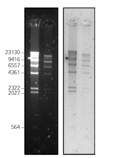 DNA marker (Lambda DNA Hind III digest) at 2 different concentrations, was separated on a 1% agarose gel, stained with Nancy-520 post-electrophoresis and imaged under 2 different conditions. Left: λex UV-Screen (300 nm)/λem 590 nm bandpass filter/CCD camera. Right: Laser-scanner Fuji FLA-3000/λex 532 nm/λem 580 nm cut-off filter. DNA marker (Lambda DNA Hind III digest) at 2 different concentrations, was separated on a 1% agarose gel, stained with Nancy-520 post-electrophoresis and imaged under 2 different conditions. Left: λex UV-Screen (300 nm)/λem 590 nm bandpass filter/CCD camera. Right: Laser-scanner Fuji FLA-3000/λex 532 nm/λem 580 nm cut-off filter.