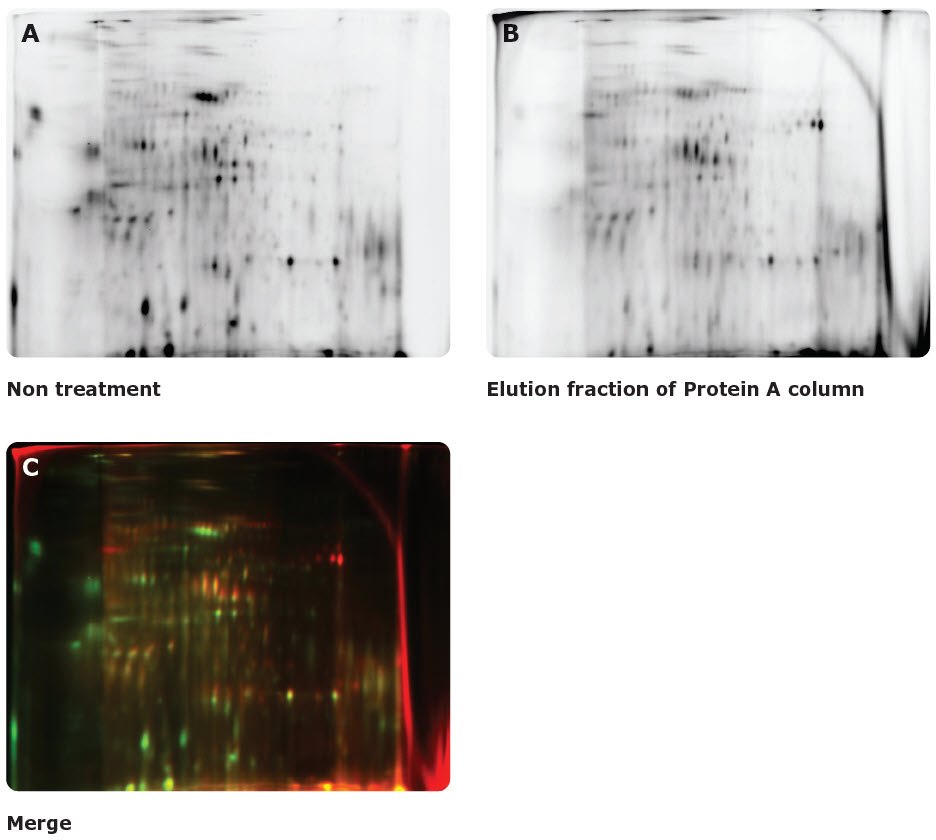 A mixture of Cy3-labeled unpurified CHO HCP antigen and Cy5-labeled Protein A-purified CHO HCP antigen were separated and analyzed by two-dimensional difference gel electrophoresis (2D-DIGE) using the Auto2D<sup>®</sup> system <b>(A-B)</b>. Red spots in the merged data <b>(C)</b> represent host cell proteins which tend to remain even after Protein A purification. These data demonstrate the use of the Auto2D<sup>®</sup> system for profiling remaining host cell protein components post-purification. HCP Profiling
