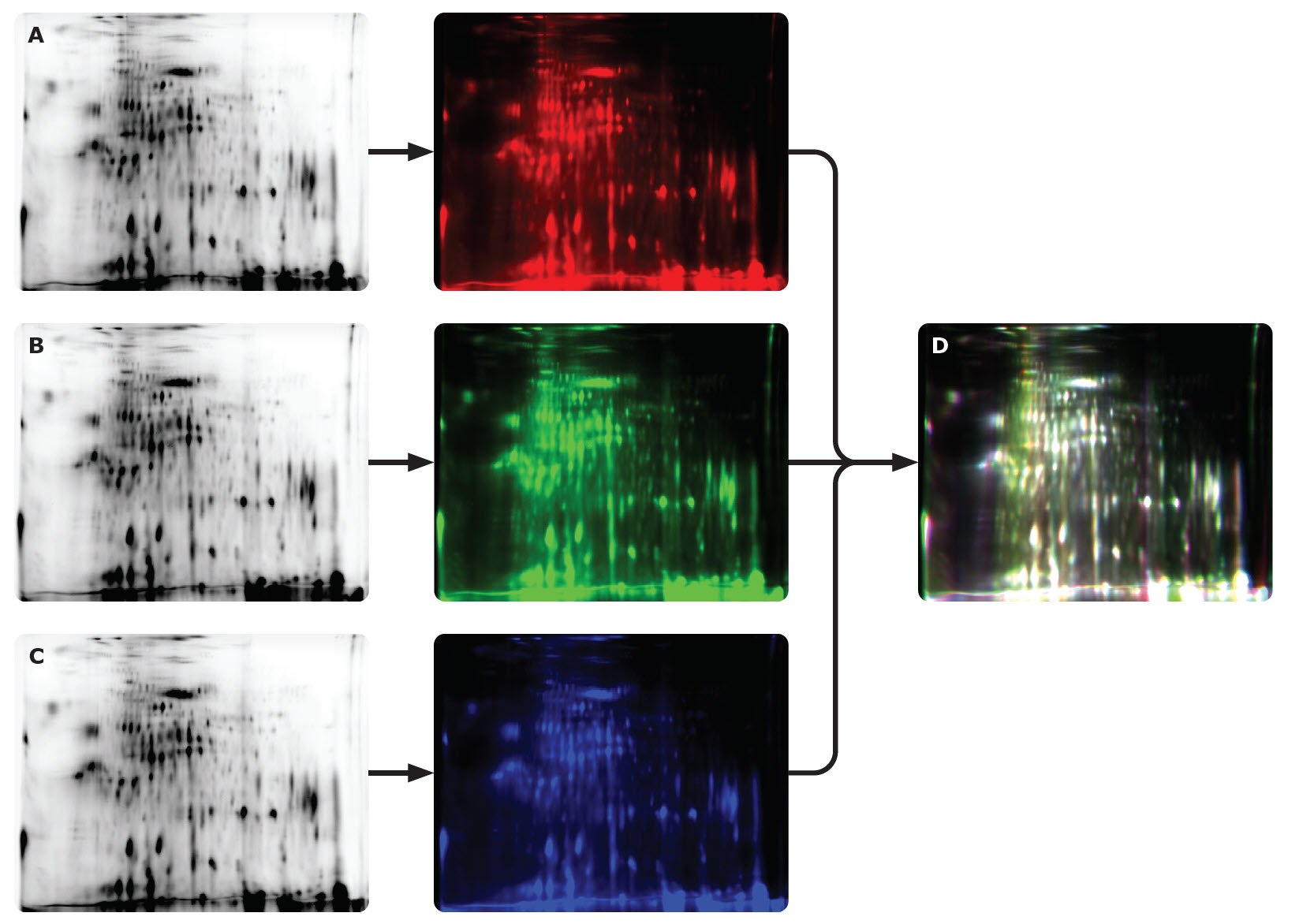 0.75 μg of Cy5-labeled CHO HCP antigen from a commercial source was separated by 2D gel electrophoresis and analyzed on the Auto2D<sup>®</sup> system using a IEF Chip pH 3-10NL and PAGE Chip 12.5%. The same sample was measured a total of three times <b>(A-C)</b>. White spots <b>(D)</b> show overlap of results. The data suggest high reproducibility of two-dimensional gel electrophoresis using the Auto2D<sup>®</sup> system. High Reproducibility of Auto2D System
