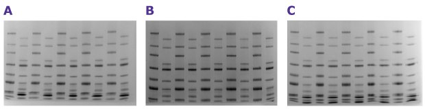 mPAGE® Lux SDS-PAGE reagent shelf-life analysis mPAGE® Lux 시약 유효기간 평가에 따르면 최대 12개월까지 안정성이 보장됩니다.