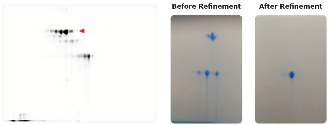 <b>Left</b>: Assessing microheterogeneities in therapeutic antibody drug products. Red triangle indicates spots for target antibody; lower spots are antibody missing regions. <b>Right</b>: Protein analysis before and after purification. 2-DE can be used to check whether the sample is homogeneous for crystallization and X-ray structural analysis. Protein Separation and Analysis for Downstream Applications
