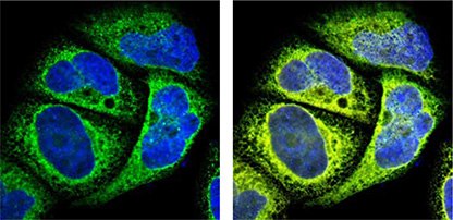 Organelle Markers in Subcellular Localization Studies Organelle Markers in Subcellular Localization Studies