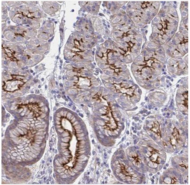 Anti-SSTR1 Antibody Immunohistochemical staining of human stomach with anti-SSTR1 polyclonal antibody (Cat. No. HPA031506) shows moderate to strong positivity in luminal membrane in glandular cells, in brown.
