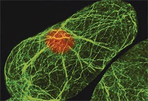 Immunofluorescence. Arabidopsis suspension cells labeled with the Monoclonal Anti-Actin Immunofluorescence. Arabidopsis suspension cells labeled with the Monoclonal Anti-Actin