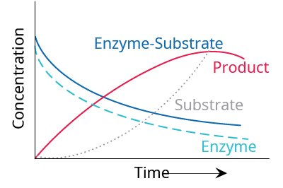 Time Course of Enzyme-Substrate Complex Graph showing the temporal dependence of relative concentrations of enzyme reaction components. There are 4 nonlinear curves: Enzyme-Substrate, Product, Substrate, and Enzyme. Enzyme and Enzyme-Substrate curves start at a high concentration and curve down over time. Product starts at a low concentration and goes up over time then starts to go down (concave down).  Substrate curve starts at a low concentration and curves up over time.