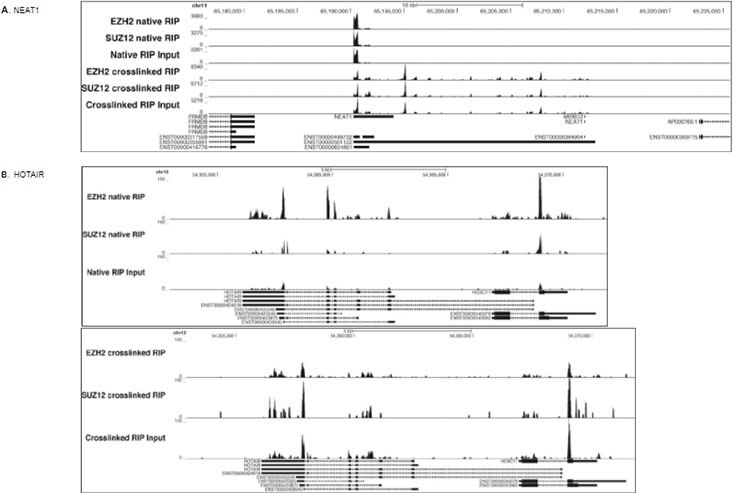 RIP-Seq analysis was performed RIP-Seq analysis was performed