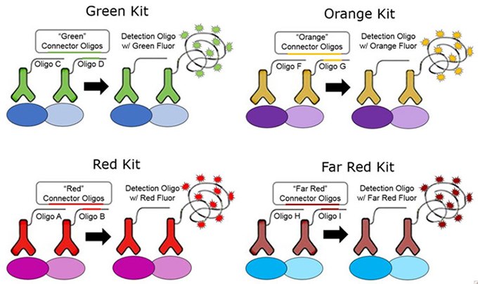 Directly conjugated primary antibodies Directly conjugated primary antibodies