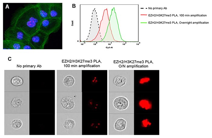 <strong>Increased amplification time during Duolink<sup>®</sup> PLA can aid in the detection of low-abundant protein targets by flow cytometry. </strong>Duolink<sup>®</sup> PLA was performed to detect the trimethylation of lysine 27 on histone 3 (H3K27me3) mediated by EZH2.<strong> A)</strong> Few PLA signals (red) in the nuclei (blue) of DU145 cells were detected by fluorescence microscopy after 100 min amplification. FITC- Phalloidin-stained actin (green) was used as a counterstain. <strong>B)</strong> Extended amplification times enhanced the detection of low-abundant protein events, such as EZH2-H3K27me3 interactions, by conventional flow cytometry. <strong>C)</strong> Combining Duolink<sup>®</sup> PLA with imaging flow cytometry allows localization of proteins or protein events (interactions or modifications) in large cell populations. Flow Cytometry