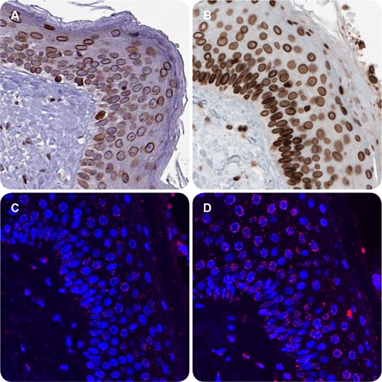 In situ PLA® – Application Example IHC staining with the Anti-EMD antibody AMAb90560