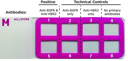 Duolink® PLA Control Kit – PPI slide layout and sample placement Duolink® PLA Control Kit – PPI slide layout and sample placement