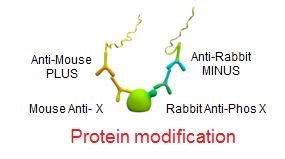 Protein Modification Protein Modification