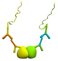 Protein-protein interactions Protein-protein interactions
