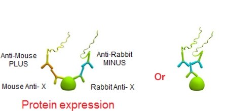 Low Abundant Proteins Low Abundant Proteins