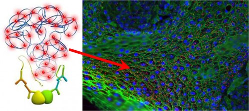 Protein Localization Protein Localization
