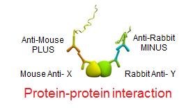 Protein-Protein Interaction Protein-Protein Interaction