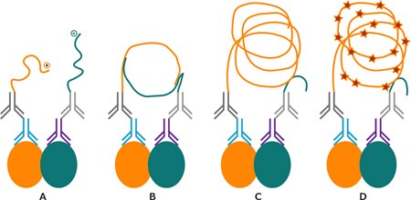In situ PLA® – Application Example Schematic drawing of PLA reaction