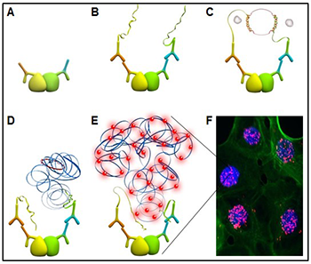 Schematic of a Duolink® PLA reaction. (A) Two primary antibodies recognize specific protein(s) of interest in the cell. The yellow and green globules represent two epitopes of a single protein or epitopes on two different proteins that are interacting. (B) Secondary antibodies coupled with oligonucleotides (PLA probes) bind to the primary antibodies. (C) When the PLA probes are in close proximity, connector oligos join the PLA probes and become ligated. (D) The resulting closed, circular DNA template becomes amplified by DNA polymerase. (E) Complementary detection oligos coupled to fluorochromes hybridize to repeating sequences in the amplicons. (F) PLA signals are detected by fluorescent microscopy as discrete spots and provide the intracellular localization of the protein or protein interaction.  Schematic of a Duolink® PLA reaction. (A) Two primary antibodies recognize specific protein(s) of interest in the cell. The yellow and green globules represent two epitopes of a single protein or epitopes on two different proteins that are interacting. (B) Secondary antibodies coupled with oligonucleotides (PLA probes) bind to the primary antibodies. (C) When the PLA probes are in close proximity, connector oligos join the PLA probes and become ligated. (D) The resulting closed, circular DNA template becomes amplified by DNA polymerase. (E) Complementary detection oligos coupled to fluorochromes hybridize to repeating sequences in the amplicons. (F) PLA signals are detected by fluorescent microscopy as discrete spots and provide the intracellular localization of the protein or protein interaction.