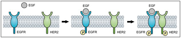 Schematic of EGFR-HER2 dimerization. Schematic of EGFR-HER2 dimerization.