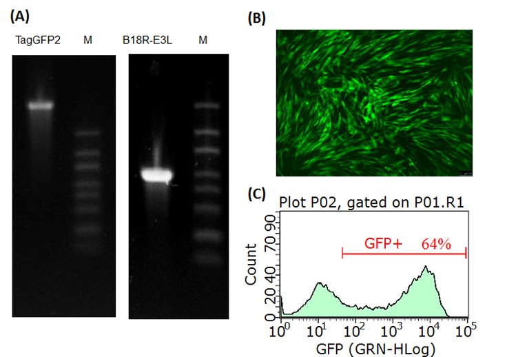 RNA-gels  RNA gels and TagGFP2 expression in HFFs