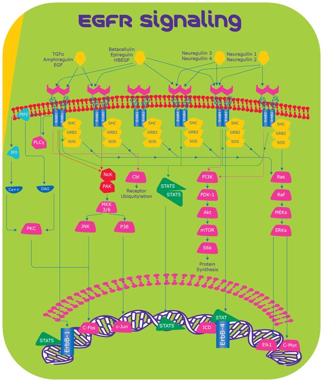 egfr signalling egfr signalling