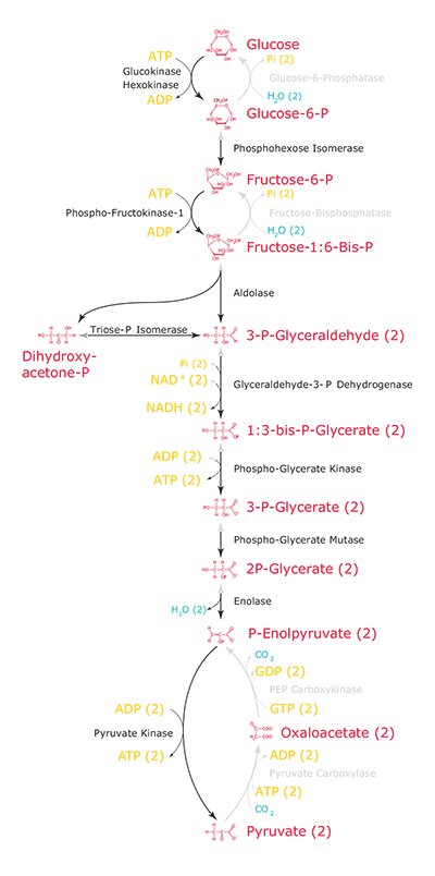 Metabolomics Glycolysis via the Embden-Meyerhof-Parnas glycolytic pathway