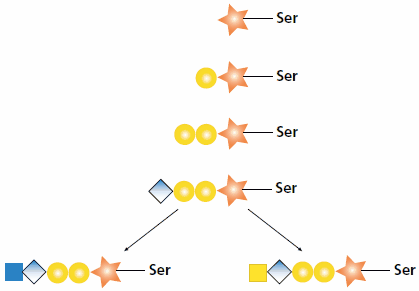 Biosynthesis of heparan and chondroitin chains  Biosynthesis of heparan and chondroitin chains