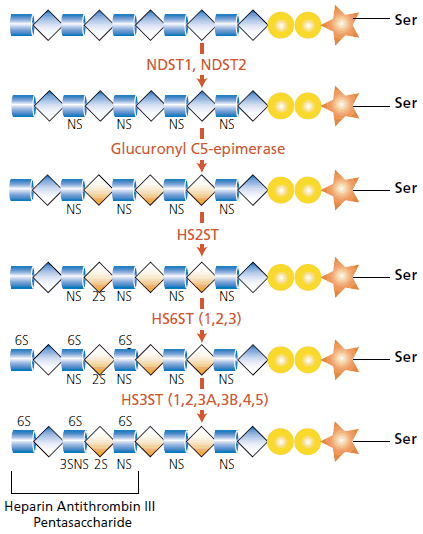 The modification of the heparan core is caused by a cascade of enzymes The modification of the heparan core is caused by a cascade of enzymes