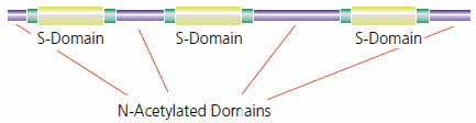 Heparan sulfate has regions of high sulfation (S-domains) interspersed with less modified regions (N-acetylated domains) Heparan sulfate has regions of high sulfation (S-domains) interspersed with less modified regions (N-acetylated domains)