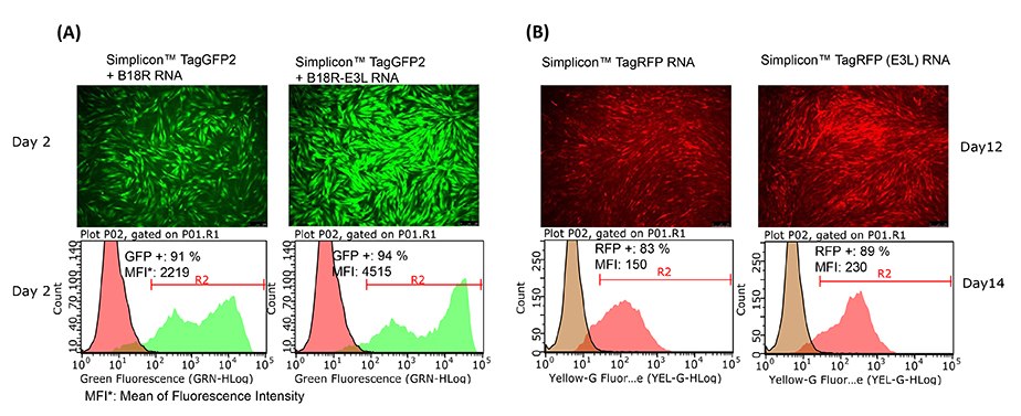 Microsoft PowerPoint - Original images for Simplicon technical artical page E3L increased Simplicon™ RNA expression levels