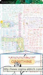 IUBMB-Nicholson Metabolic Pathways Chart IUBMB-Nicholson Metabolic Pathways Chart