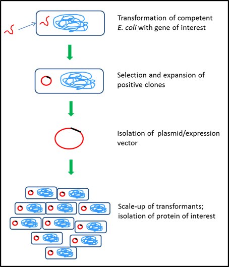 Bacterial protein expression system Bacterial protein expression system