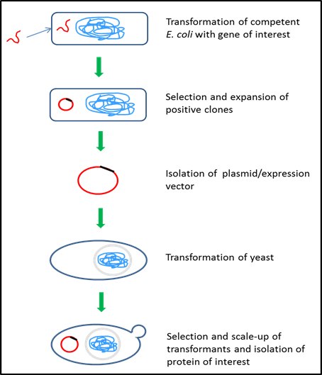 Yeast protein expression system Yeast protein expression system