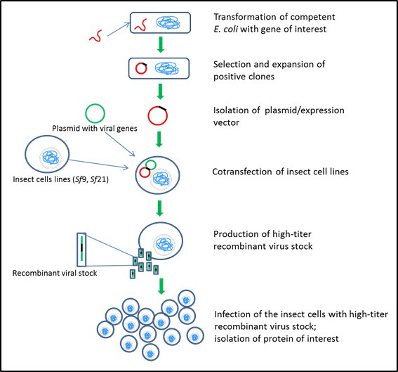 Insect cell expression systems Insect cell expression systems