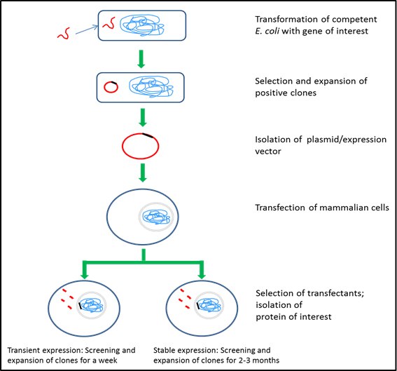 Mammalian cell expression systems Mammalian cell expression systems