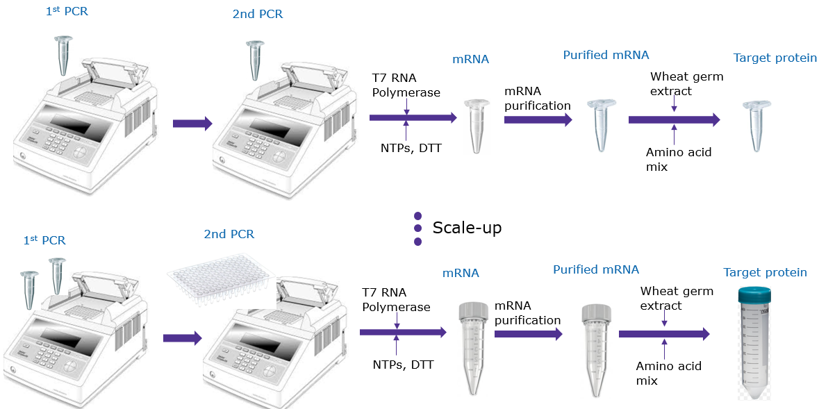 Easily scalable protein production using MilliporeSigma’s Next Generation Cell Free Protein Expression Kit (Wheat Germ) Easily scalable protein production using MilliporeSigma’s Next Generation Cell Free Protein Expression Kit (Wheat Germ)
