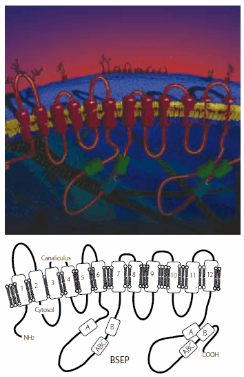 v6a1-figure-1 The bile salt export pump