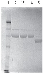SDS-PAGE analysis of native and PNGase F-treated α-1 antitrypsin. The test sample (Lane 5) was deglycosylated in solution with 5 units of PNGase F for 1 hour at 37 °C prior to separation on SDS-PAGE. Note the shift in the mobility of the band upon deglycosylation. Lanes of SDS-PAGE separation analyzing native and PNGase F-treated α-1 antitrypsin (AAT), with the test sample being deglycosylated in solution with PNGase F.