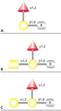 Glycobiology_Manual_Sec1 Structures of (A) blood group H(O), (B) blood group A, and (C) blood group B antigens