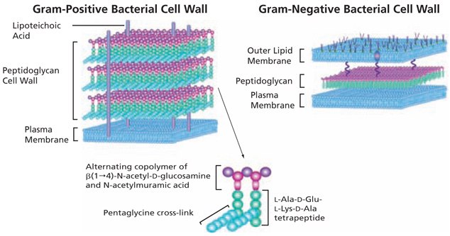 Basic Structure of Bacterial Peptidoglycan Basic Structure of Bacterial Peptidoglycan