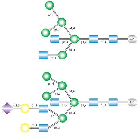 Glycobiology_Manual_Sec1 Biantennary (top) and triantennary (bottom) hybrid glycans.