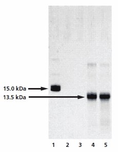 Analysis of the chemical deglycosylation of RNase B on 12% homogeneous SDS-PAGE gel.  Lane 1 is the RNase B control (Product No. R1153), while lanes 2 to 5 represent fractions collected from the gel filteration column. Lanes 2 and 3 are pre-void volume fractions and lanes 4 and 5 show bands at 13.5 kDa, corresponding to deglycosylated RNAse B. Analysis of the chemical deglycosylation of RNase B on 12% homogeneous SDS-PAGE gel