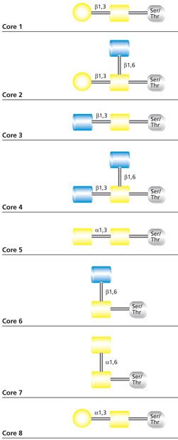 Core Structures of mucin-type O-glycans Core Structures of mucin-type O-glycans